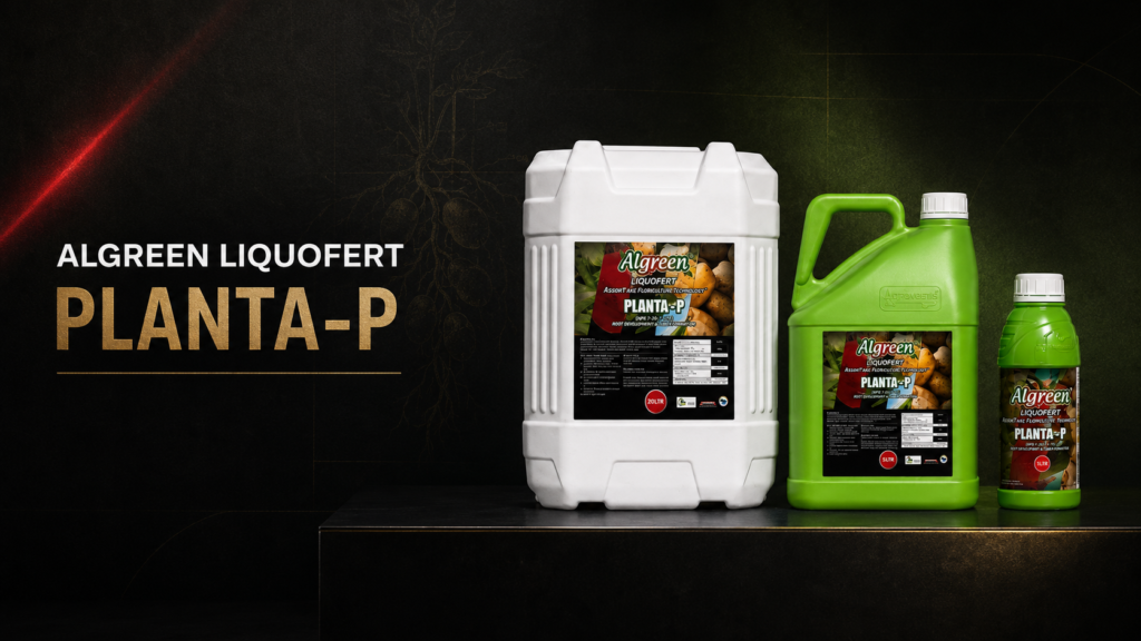 Algreen Planta-P: Slow-Release Phosphate Starter Fertilizer 1 Algreen Planta-P