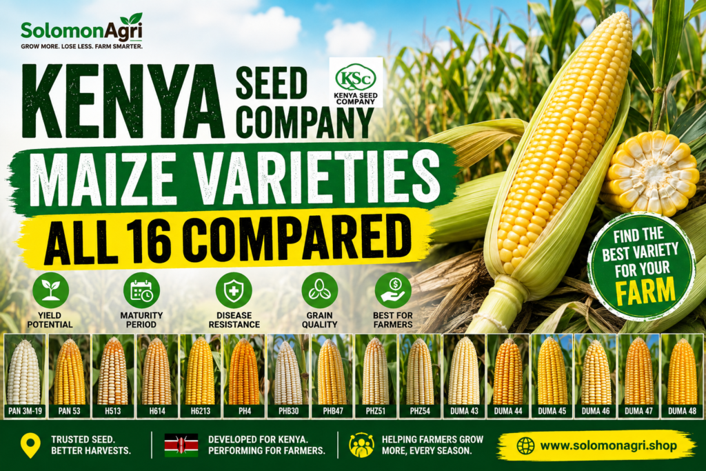 Kenya Seed Company maize varieties — all 16 compared