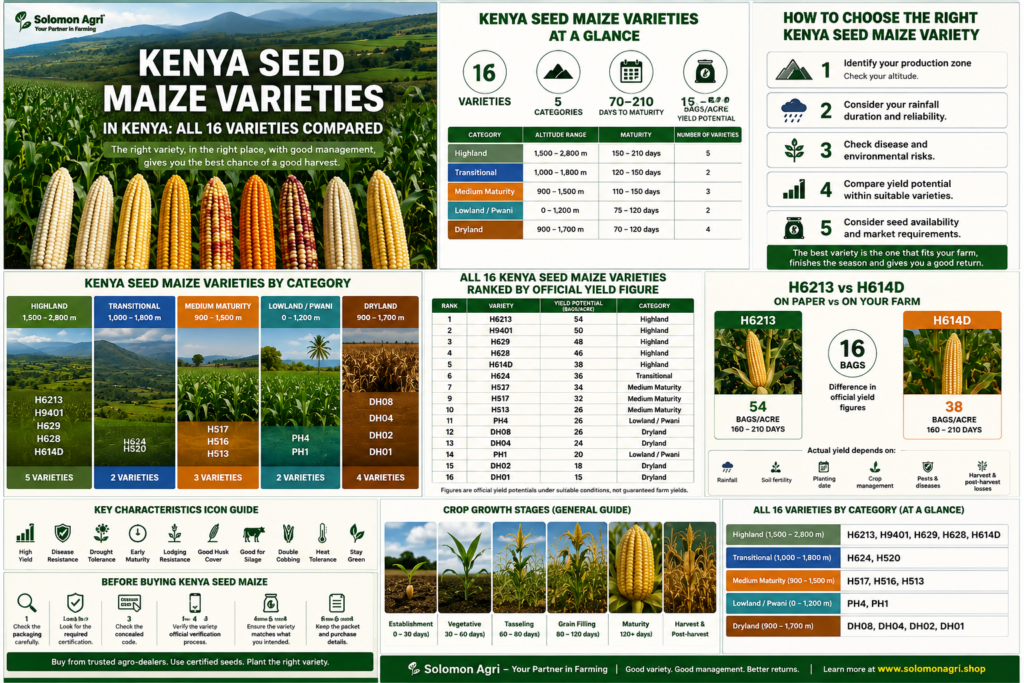 Kenya Seed Company Maize Varieties: All 16 Compared by Zone and Yield Per Acre 1 Kenya Seed Company maize varieties — all 16 compared