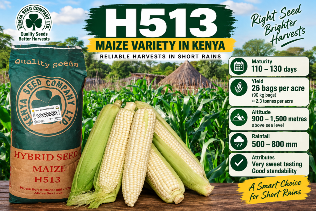 H513 maize variety